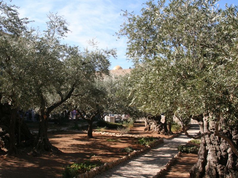 上图:客西马尼园。