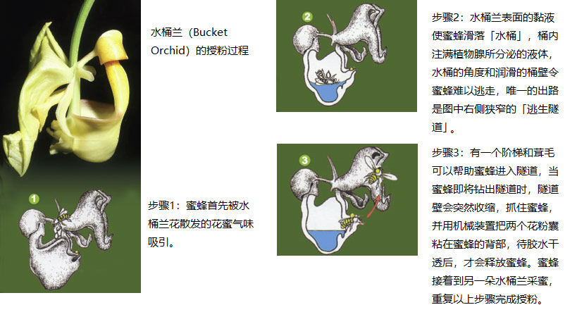 上图:产于热带美洲的「水桶兰」(Bucket Orchid)有非常独特的花粉传播和授精机制。水桶兰复杂而精细的结构包括至少五项独立功能,并且必须按正确的次序运作:1、吸引蜜蜂;2、使蜜蜂掉进水桶;3、植物腺分泌液体注满水桶;4、提供隧道出口;5、在隧道内黏贴或除去花粉囊。缺少任何一个装置,或者装置运作不正常,都不能完成花粉授精、传种接代。而Euglossa meriana和Euglossa cordata这两个品种的雄蜂,也是为这项任务而特别设计的,它们互相依存,缺一不可。进化论无法解释这些现象的起源,创世记却告诉我们,这些花朵和蜜蜂在起初被创造和设计时,就已经按这个方式去运作,「各从其类」,永不改变。