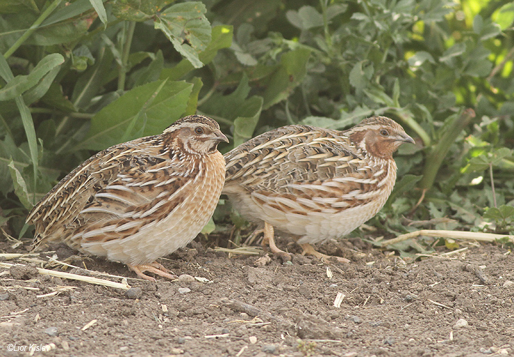 上图:鹌鹑(Common Quail)是一种生性胆怯的鸟类,体形较小,保护色很好,常常潜伏在农田、草场的植物基部,极难发现。鹌鹑主要分布于欧亚大陆西部和非洲。繁殖于欧洲大陆、北非的地中海沿岸地区及英伦三岛,在非洲温暖地区越冬,迁徙途中可见于非洲大部、阿拉伯半岛、中亚、印度次大陆等地。在欧洲,鹌鹑是主要猎捕的鸟种之一,尤其在其迁徙至地中海沿岸地区期间,遭大量捕杀。