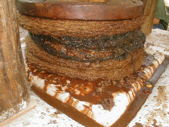 上图:古代以色列人制作普通橄榄油的压榨过程,流出的橄榄油很混浊。金灯台所使用的清橄榄油不能这样制作,必须用手工捣出来。