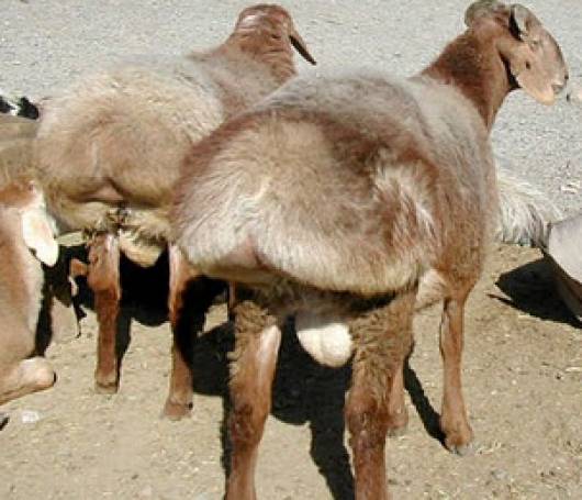 上图:中东常见的肥尾羊(Awassi),硕大的肥尾巴可重达12-30公斤,里面储藏了大量脂肪,自古就是中东各民族的美味。