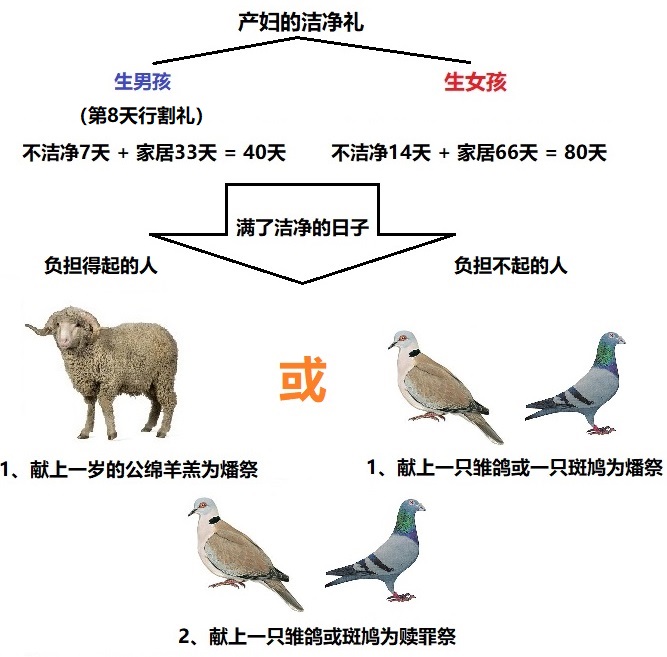 上图:产妇的洁净礼。无论是生男生女,所导致的不洁净程度都是一样的,所以产妇为自己献上燔祭和赎罪祭的祭物都相同。但燔祭牲根据经济条件有两种选择。
