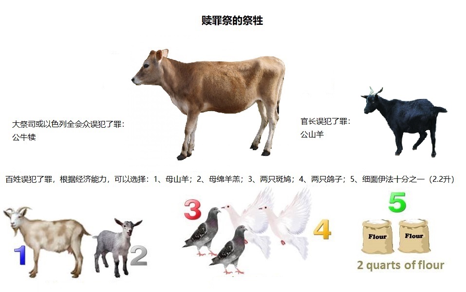 上图:赎罪祭的祭牲。不同的祭牲不是根据罪行的大小,而是根据犯罪者的身分。「多给谁,就向谁多取;多托谁,就向谁多要」(路十二48)。