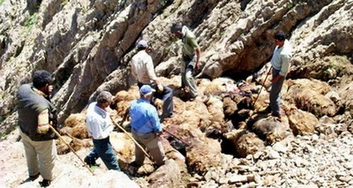 上图:2005年,土耳其有1500只绵羊跳下15米的山崖,其中450只摔死,后面的羊落在死羊堆上才没有死。绵羊不会单独行动,总是喜欢跟随头羊,结果头羊跌落山崖,后面的羊也跟着头羊跳崖。所谓的「羊群效应」,就是说人和羊一样喜欢随大溜,以为人多的就是对的,不料「有一条路,人以为正,至终成为死亡之路」(箴言十四12)。