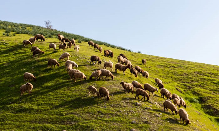 上图:以色列一个山头上的草场,就像一张绿色的桌子,正如诗二十三5所说「祢为我摆设桌子」。