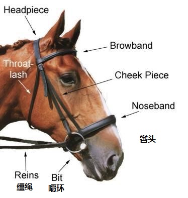 上图:马的嚼环(bit)和辔头(bridle),是为了驾驭骡马而套在其颈上的器具,一般由嚼子、嚼环和缰绳三部分组成。