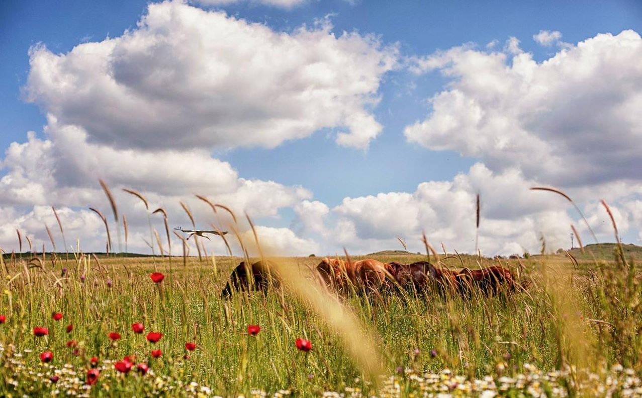 上图:约旦河东的「雅谢地和基列地」(民三十二1)现在被称为戈兰高地,雨水充足,至今仍是优良的天然草场。迦得、流便和玛拿西半个支派因为舍不得这片「可牧放牲畜之地」(民三十二1),放弃了进入应许之地,最后被掳到了亚述(王下十五29)。