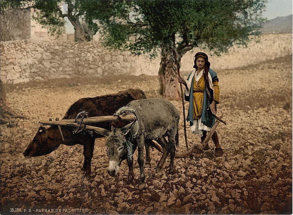 上图:1890年的照片,一位巴勒斯坦人正在用牛和驴一起耕地。类似的照片还有许多,都收藏于美国国会图书馆(Library of Congress),表明牛和驴一起耕地,并没有技术上的难题。