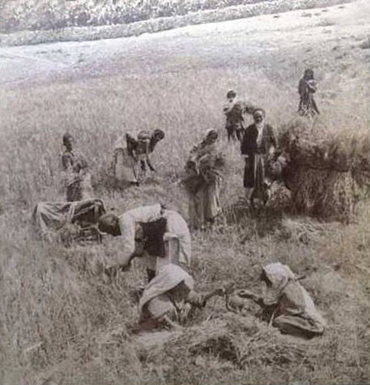 上图:19世纪末,伯利恒的巴勒斯坦人在收割。