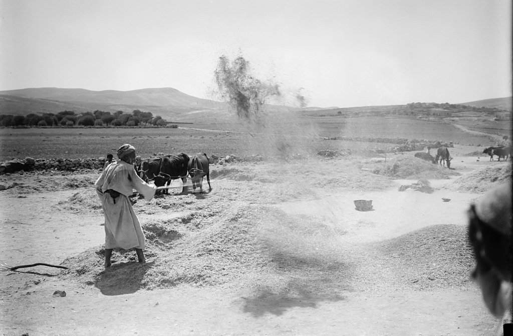 上图：19世纪末，巴勒斯坦的农夫在打谷场上扬场。农夫利用碌碡把麦粒和糠秕分开后，再用木叉把麦粒和脱离的糠秕一起扬在空中，风把比较轻的糠秕吹到远处，而比较重的麦粒则落在近处，这样可以把麦粒和糠秕分开。