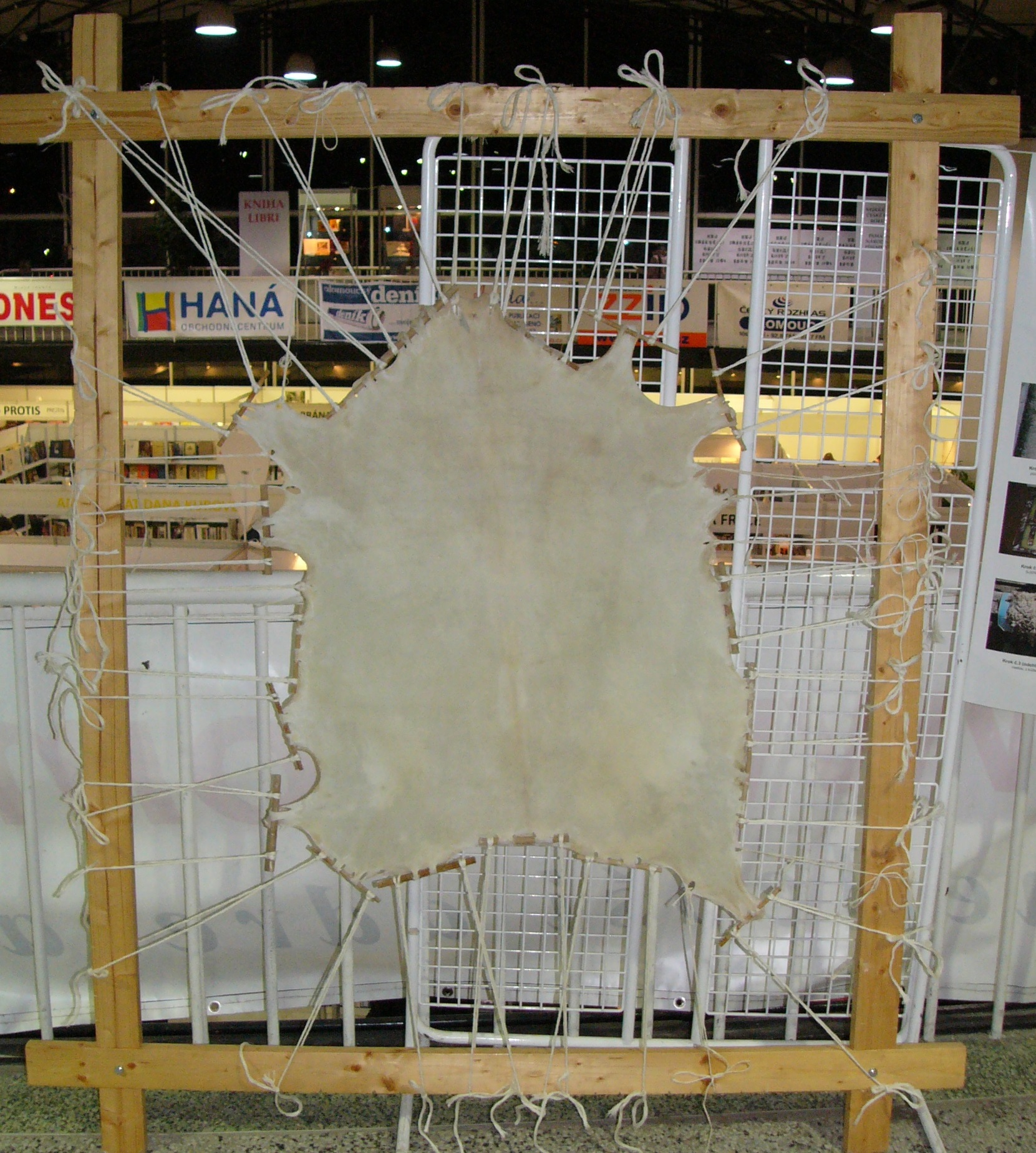 上图:在木框绷紧的一张山羊皮,干燥后可切割成为羊皮纸(Parchment)。羊皮纸是古代用来书写的一种材料,由去毛的羊皮或小牛皮经石灰处理,再用浮石软化、干燥后制成。这些羊皮纸订成小册子,称为手抄本。最好的羊皮纸称做犊皮纸(vellum),被用来抄写最重要的书籍。据说,主前2世纪埃及王托勒密五世(Ptolemy V)为了遏制别迦摩(Pergamon)图书馆与亚历山大图书馆的竞争,禁止出口蒲草纸(Papyrus),别迦摩人就发明了羊皮纸作替代物,结果在地中海地区逐渐取代了蒲草纸。因为羊皮纸两面都能书写、色彩饱满,可以折成书本;而蒲草纸只能一面书写,容易受潮,不适合在潮湿地区使用。羊皮纸的英文名称Parchment就是由别迦摩的名字而来。