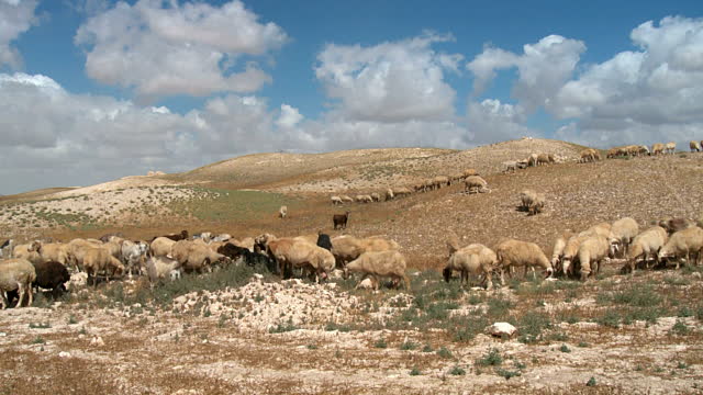 上图:半干旱的犹大旷野里的羊群。最好的羊肉并不是来自水草丰茂的地方,而是来自半干旱的旷野。因为在环境严酷的旷野,羊需要储存更多的能量,因此风味物质含量更高,口味更为浓郁。所以大卫的哥哥说「旷野的那几只羊」(撒上十七28)。