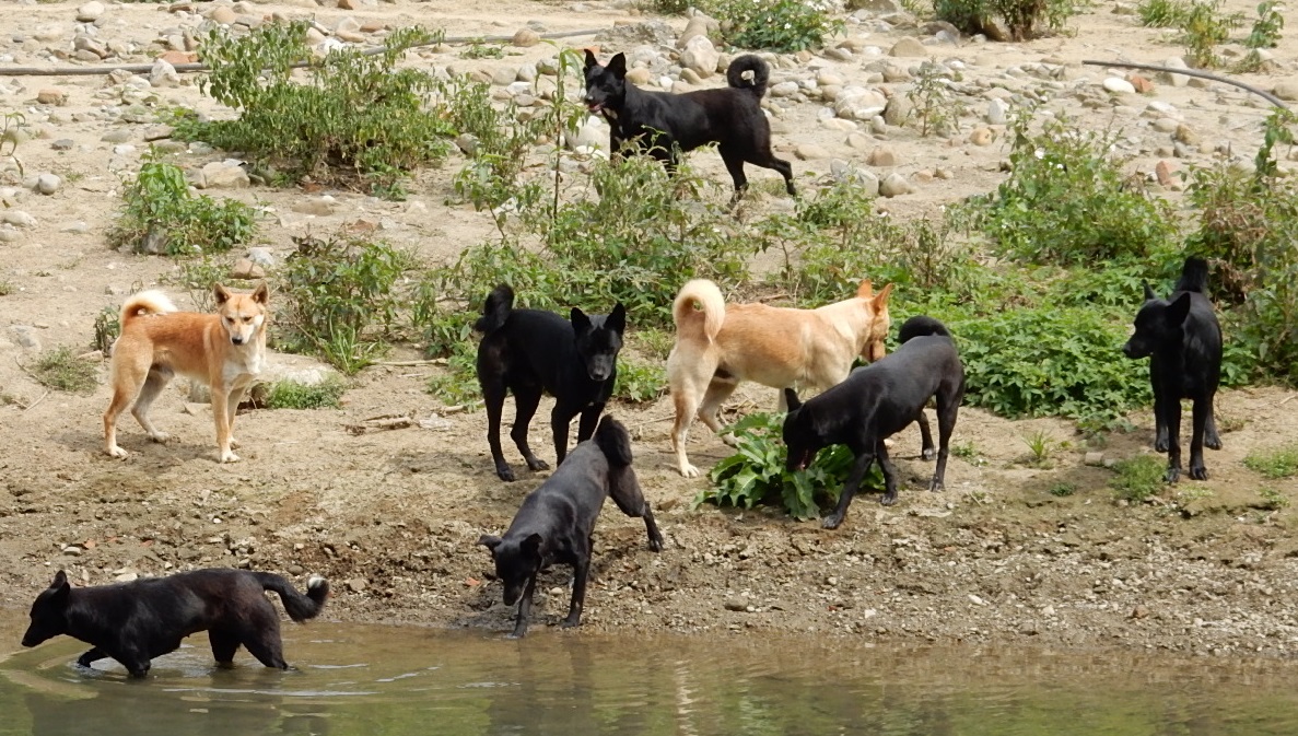 上图:一群野狗。古代的狗并没有今日宠物的地位和待遇,如果被主人遗弃,就得忍饥挨饿,成群结队地在城市、乡村觅食。