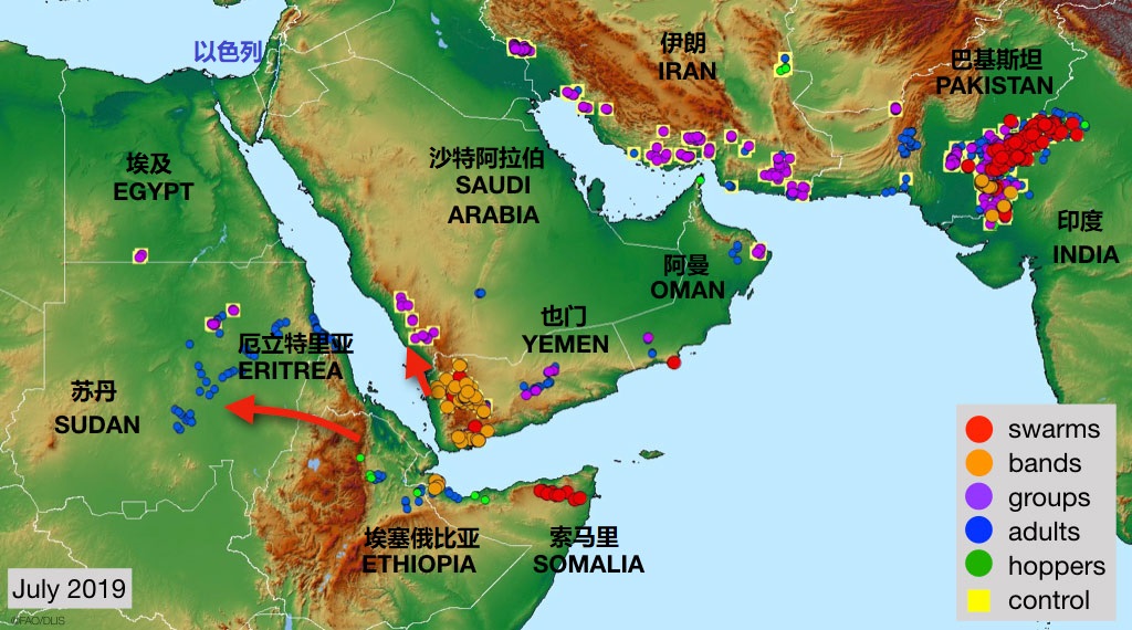 上图:2019年8月2日联合国粮农组织的中东沙漠蝗虫现状报告。沙漠蝗虫是中东常见的灾祸,会对农作物造成彻底的破坏。苏丹、埃塞俄比亚和也门一带繁殖的蝗虫,每隔10-15年就会爆发蝗灾,在二、三月间开始随着风向迁徙,袭击埃及、沙特、约旦和以色列。幸运的是,律法规定蝗虫是洁净的食物。
