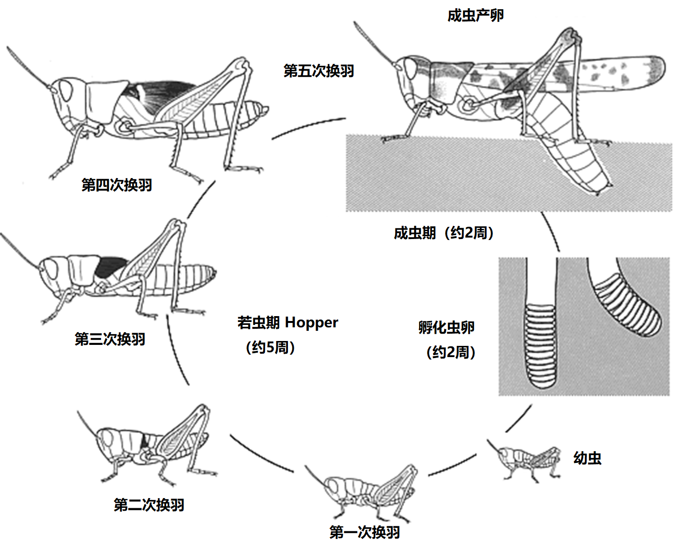上图:蝗虫的生命周期。蝗虫是不完全变态(Hemimetabolism)的昆虫,一生经过卵、若虫和成虫三个发育阶段,卵产于土中,若虫和成虫在地上生活。交尾结束后,雌虫的腹部可伸长约两倍,向土中产卵。卵被雌虫分泌的泡沫状物包起来,保护蛋不受季节的变化和干燥的危害;通常去年暖冬或寒冬不够长久,第二年蝗灾就比较严重。蝗虫喜旱怕雨,一旦天雨,翅膀沾湿不能觅食,往往会饿死。刚孵化的幼虫仍包裹着薄皮,从土中出来后,开始在地面进行最初的蜕皮。幼虫没有翅膀。随着重复蜕皮,蜕皮共约五次,身体会逐渐变大,翅膀也会越来越明显。进行最后的蜕皮后,成虫的翅膀伸长,雌虫的产卵管形成,可以交配生产下一代。