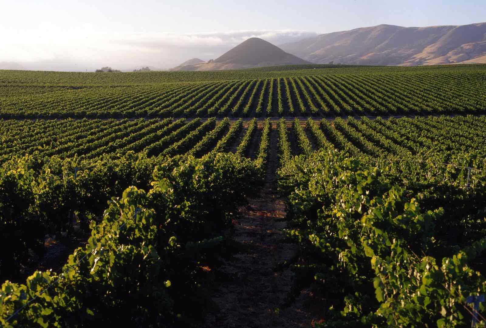 上图:耶斯列平原的葡萄园。以色列盛产葡萄,葡萄酒是古代中东人的重要饮料。