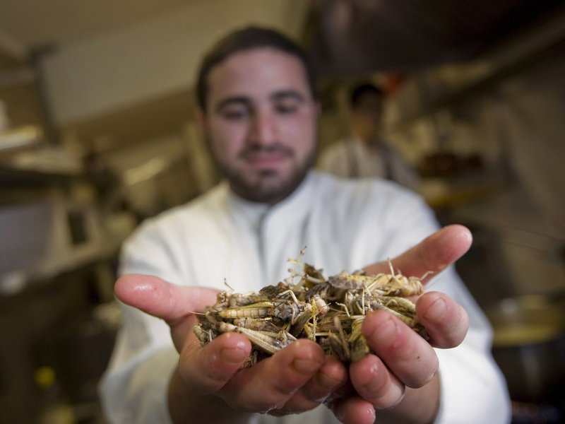 上图:2010年,一名以色列厨师在耶路撒冷的餐馆展示蝗虫,推广蝗虫作为美味的犹太食品。