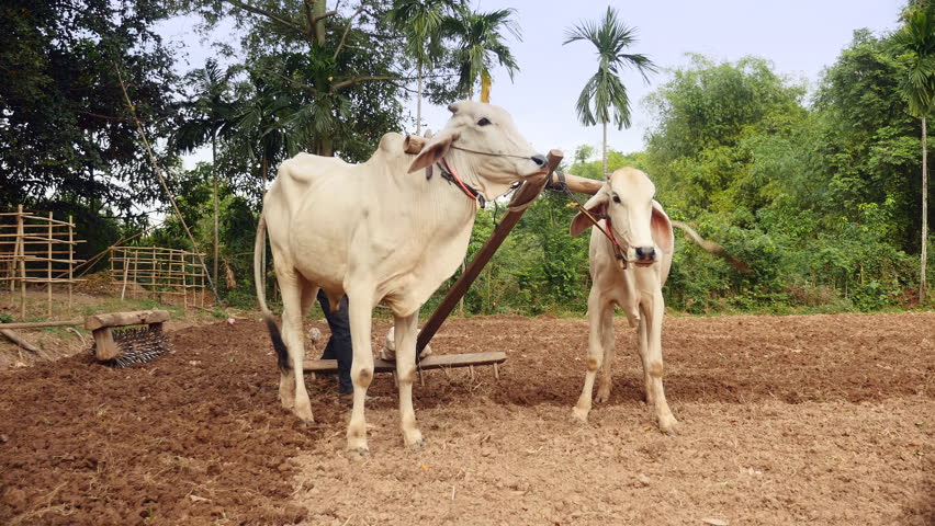 上图:印度农民用两只牛拉着带齿的木耙耙地,把大土块破碎成小土块,使土地变得平整。对于牲畜来说,耙地也比踹谷辛苦。