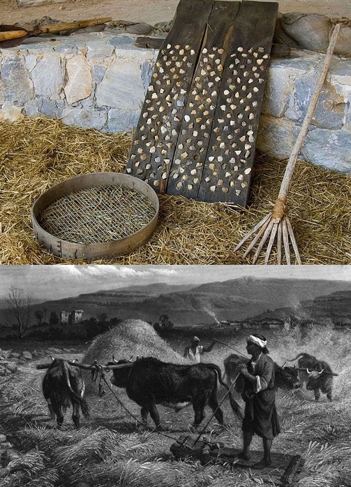 上图:「尖利的器具」(赛二十八27),是打谷用的木制脱粒板。在类似雪橇的木板下面装着金属片或石片,人站在上面,用牲畜拖着辗过谷粒,把谷壳辗碎。