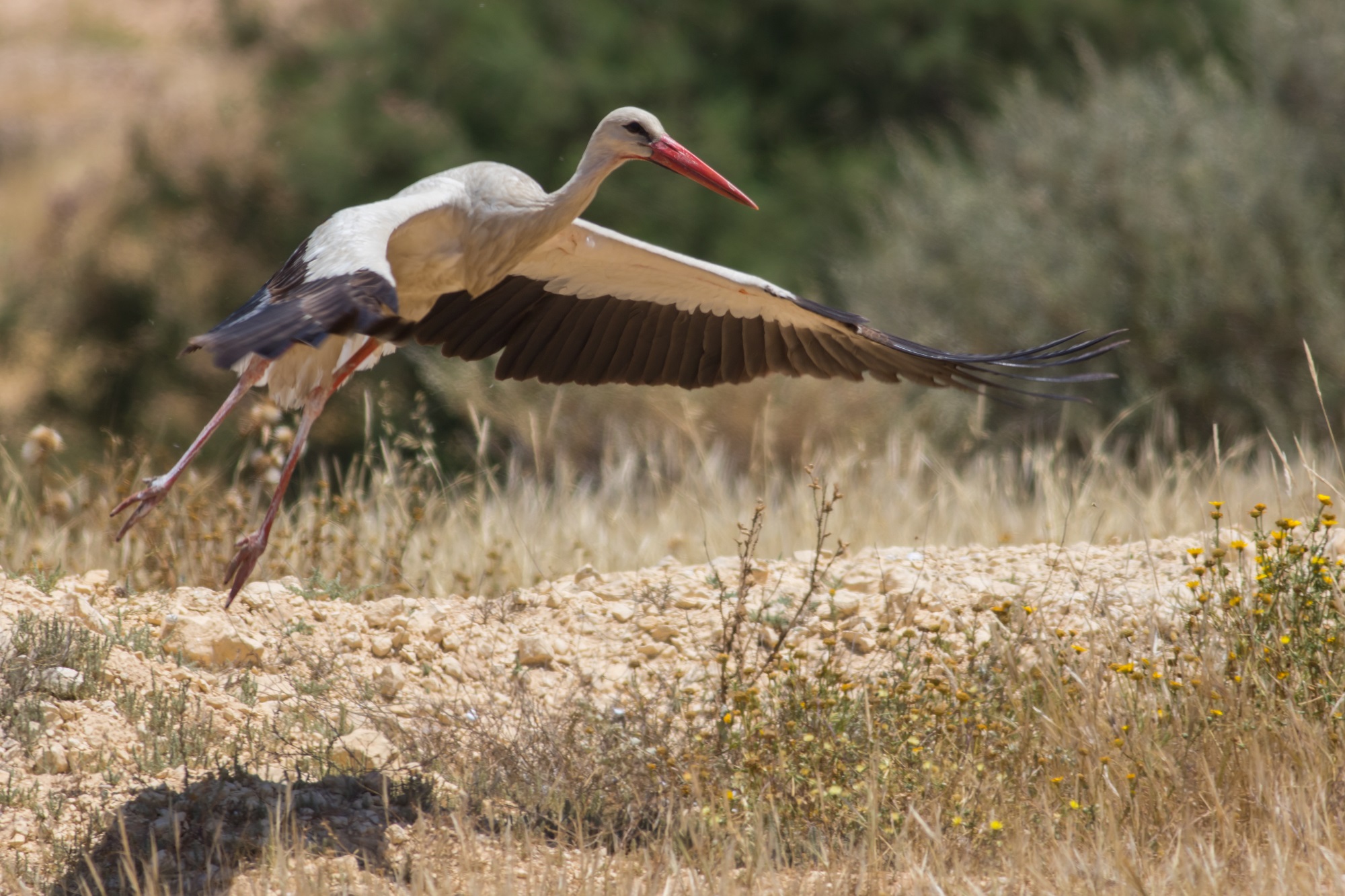 上图:以色列的白鹳,翼展可达3米。
