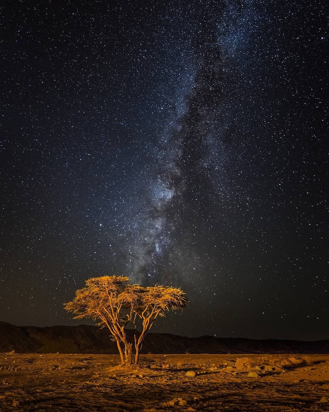 上图:一棵南地旷野中的皂荚树在银河的笼罩之下。人就像这棵皂荚树,「神注目观看人的道路,看明人的脚步。没有黑暗、阴翳能给作孽的藏身。」(伯三十四21-22)