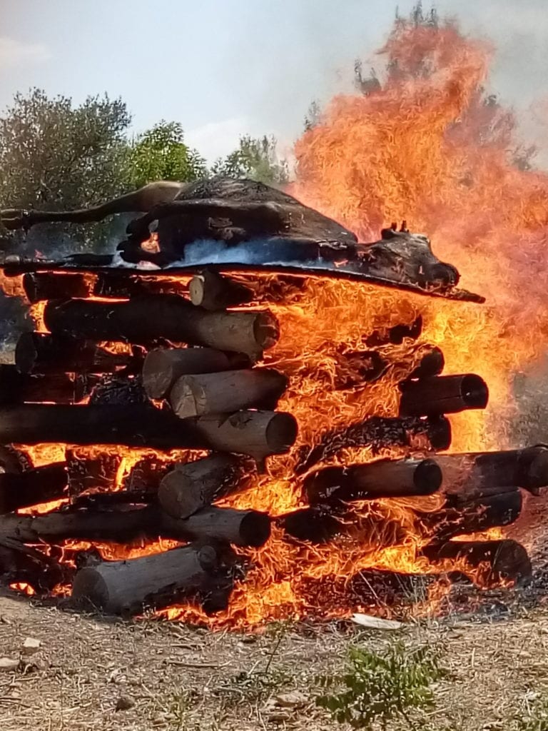 上图:为了预备制作红母牛灰,2019年8月,以色列圣殿研究所按照古代的方法实际焚烧了一只成熟的母牛,并发布了研究结果。这个实验使用了1.4吨松树、橡树和无花果树的木头做成的柴堆,以及古代常见的巴拉迪(Baladi)品种母牛。燃烧了大约九个小时后,产生了66公斤灰烬,其中母牛骨灰大约11公斤,制作成的洁净水可以洒6600亿次。研究报告指出,燃烧红母牛最好的木材是无花果树,容易点燃、灰烬细腻,几乎不需要筛滤。